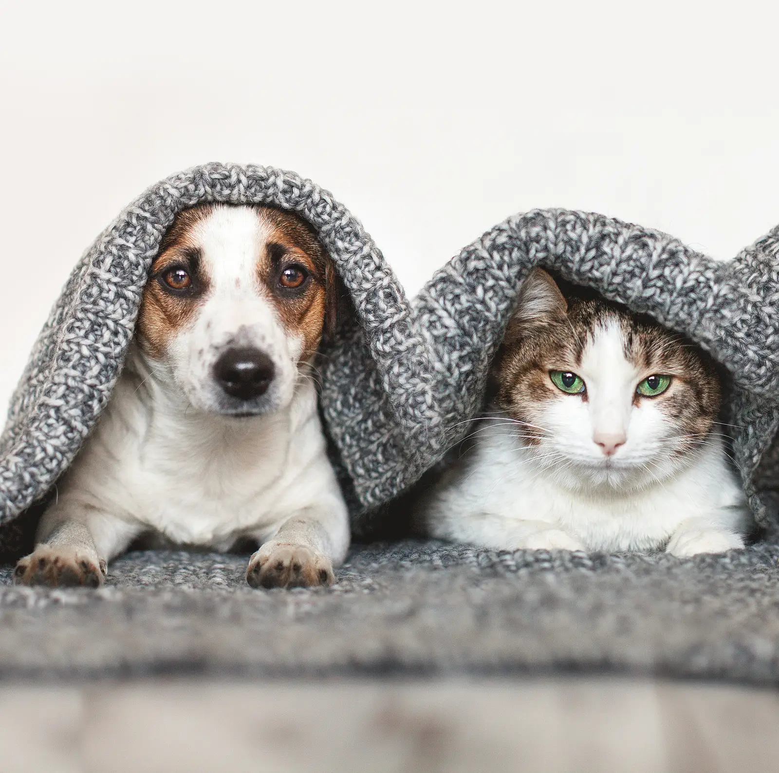 Pet Screening or Pet Deposit? Why Corpus Christi Landlords Shouldn't Choose Just One